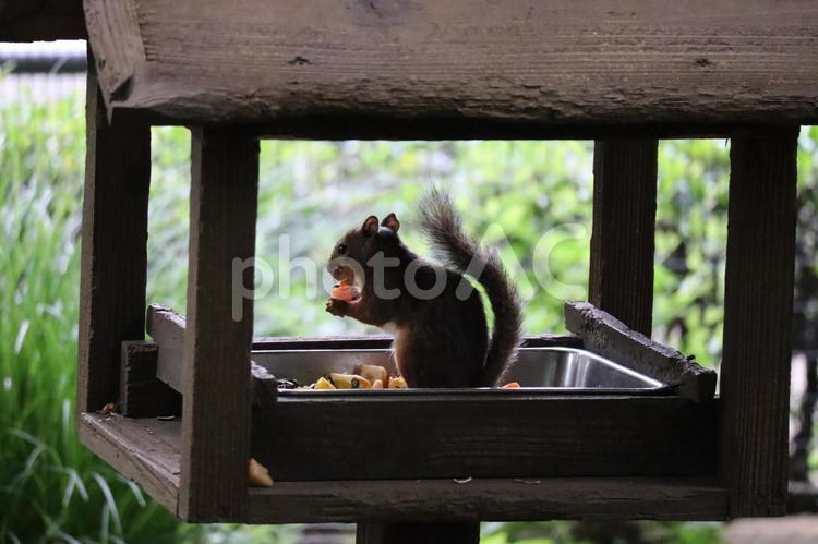 器用に掴んで餌を食べるニホンリス ニホンリス,リス,動物の写真素材