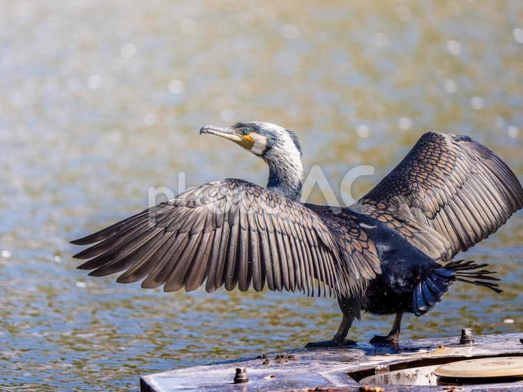 水辺で羽を広げるカワウ カワウ,野鳥,鳥の写真素材