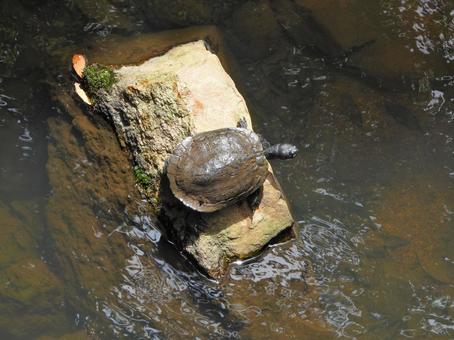 Turtle on a rock, JPG Turtle on a rock, JPG