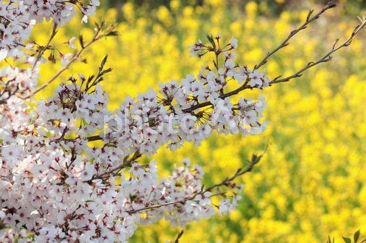 桜と菜の花の競演 桜,菜の花,春の写真素材