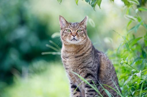 大阪城公園の野良猫 大阪城公園の野良猫の写真