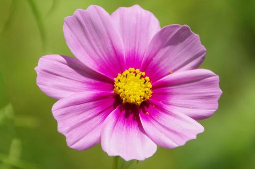 コスモス コスモス コスモス,花,植物の写真素材