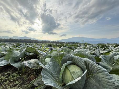 自然のなかのキャベツ 自然のなかのキャベツ キャベツ,きゃべつ,野菜の写真素材