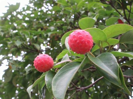 ヤマボウシの実  ００６ ヤマボウシの実,果実,落葉高木の写真素材