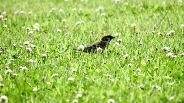 花畑のスズメ 花畑のスズメの写真