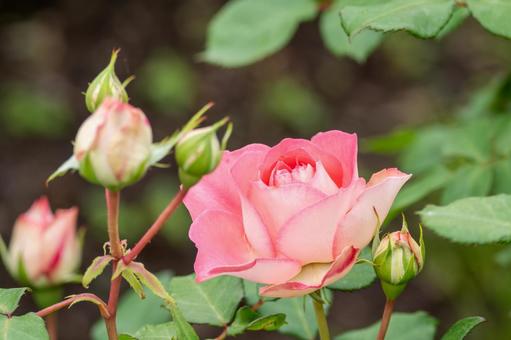 春のバラ(79)の写真