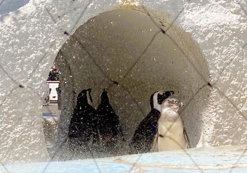 ペンギン ペンギンの写真