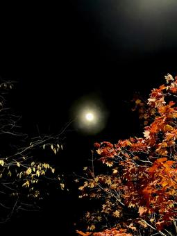 満月と紅葉 紅葉,背景,待受の写真素材