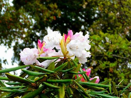 石楠花 石楠花の写真