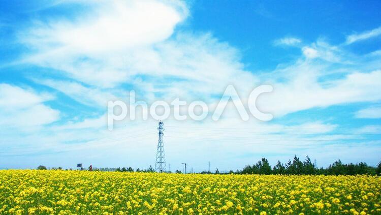 爽やかな菜の花畑 菜の花畑,旅行,夏の写真素材