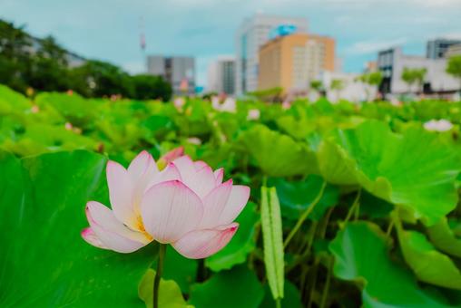【秋田】千秋公園 蓮の花 2025 【秋田】千秋公園 蓮の花 2025の写真