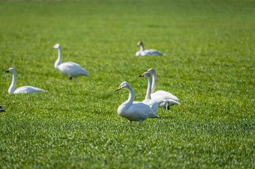 新緑のフィールドに佇むハクチョウたち 白鳥,群れ,田園の写真素材