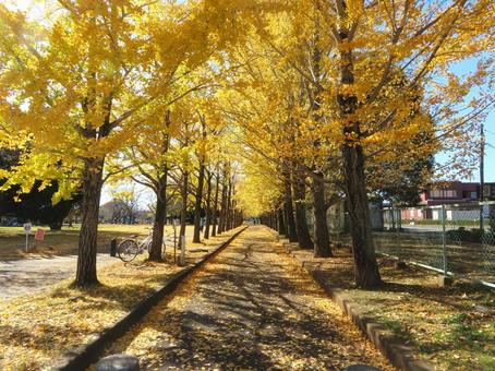 秋のいちょう並木 秋のいちょう並木 いちょう,並木,銀杏の写真素材