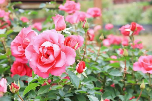 鮮やかなピンクのバラ（うらら） ばら,バラ,薔薇の写真素材