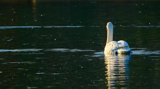 泳ぐハクチョウの後ろ姿の写真