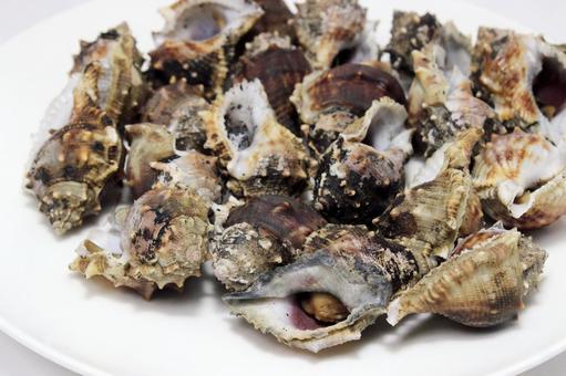 ぼら貝 貝,海産物,ぼら貝の写真素材