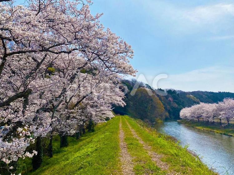 桜の写真③ 春,サクラ,淡いの写真素材
