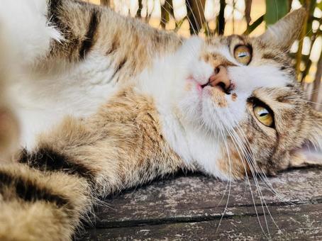 可愛いにゃんこ ねこ,ネコ,かわいいの写真素材