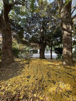 紅葉山公園11月：イチョウの落ち葉 紅葉,イチョウ,黄色の写真素材