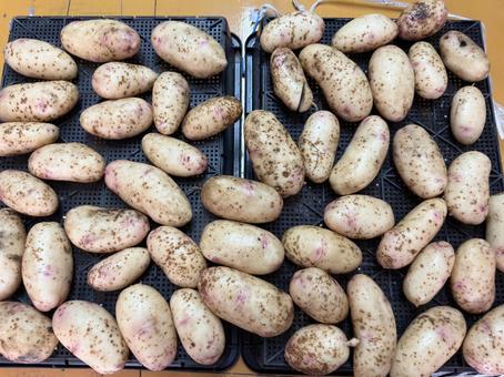 Photo, potato, halca, harvest, 