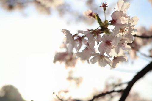 夕方の青空の中で綺麗に咲く満開の桜 夕方の青空の中で綺麗に咲く満開の桜の写真