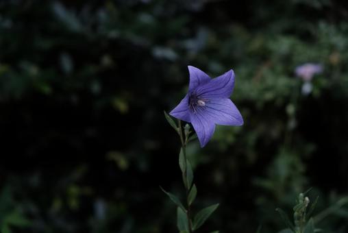 桔梗2 桔梗,キキョウ,秋の花の写真素材