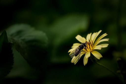 ＜素材＞花の間を飛び回るハナアブの仲間 ハナアブ,アキノノゲシ,花の写真素材