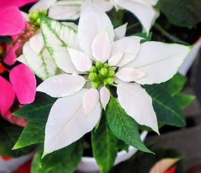 慕われる人 ポインセチア,花,flowerの写真素材