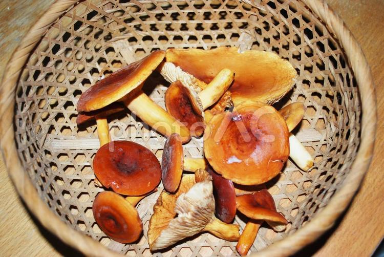 森のきのこ 食材,ざる,きのこの写真素材