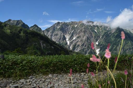 八方池登山 八方池登山 八方池,ワレモコウ,高山植物の写真素材