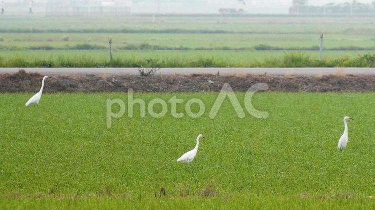 夏の田んぼで餌を探すサギ サギ,鳥,鳥類の写真素材