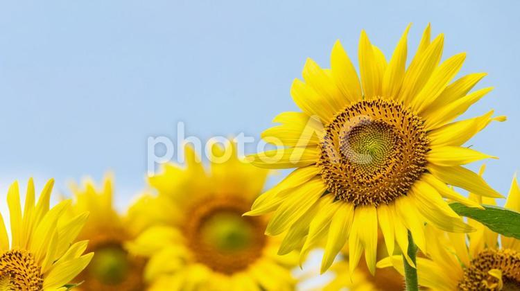 太陽の花「ひまわり」の花 ひまわり,ヒマワリ,向日葵の写真素材