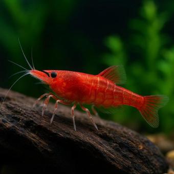 【熱帯魚】レッドチェリーシュリンプと流木 【熱帯魚】レッドチェリーシュリンプと流木の写真