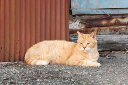 座っている茶トラ猫 座っている茶トラ猫の写真