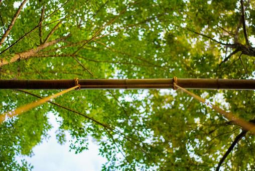 見上げる新緑と竹の棒 竹,新緑,木の写真素材