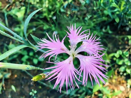 秋の七草の撫子 秋の七草の撫子 撫子,秋の七草,野草の写真素材