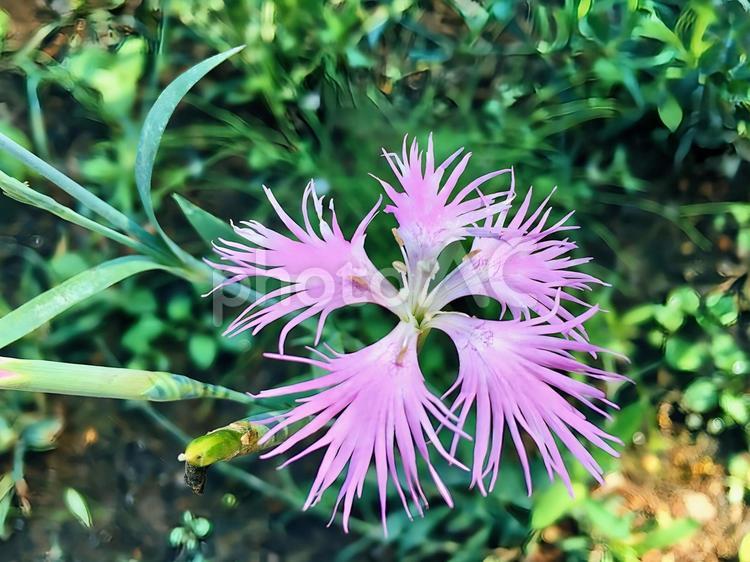 秋の七草の撫子 撫子,秋の七草,野草の写真素材