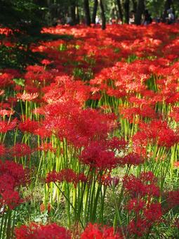 巾着田曼珠沙華公園・彼岸花の群生・日高市 巾着田曼珠沙華公園・彼岸花の群生・日高市 秋,巾着田,曼珠沙華公園の写真素材