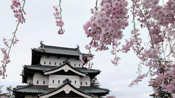 弘前城としだれ桜 弘前城としだれ桜の写真