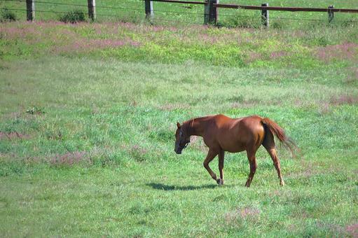 牧場 馬 牧場 馬の写真