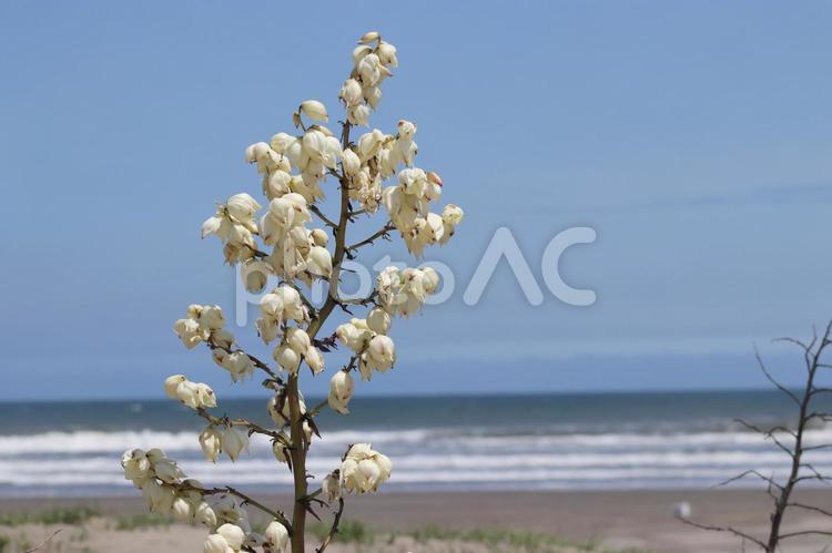 砂浜に咲いているアツバキミガヨラン 花,砂浜に咲く花,砂浜の写真素材