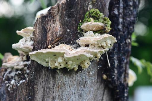 White mushroom, JPG White mushroom, JPG