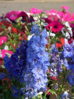 公園の花壇に咲くデルフィニウムなど デルフィニウム,花,植物の写真素材