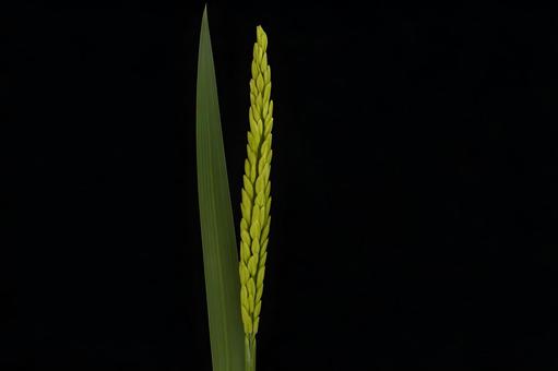 黒背景に映える青稲穂 黒背景に映える青稲穂の写真