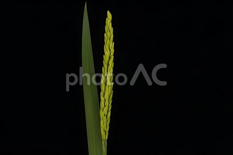 黒背景に映える青稲穂 稲穂,若稲,作物の写真素材