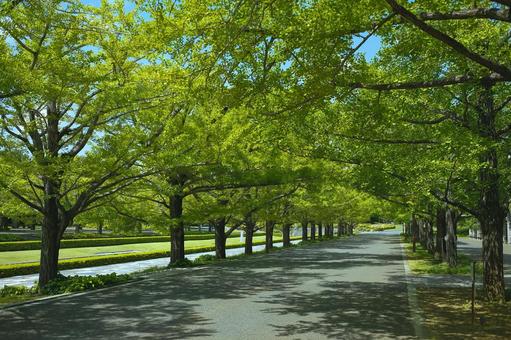 Tree-lined avenues Parks, JPG Tree-lined avenues Parks, JPG