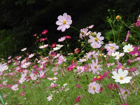 コスモス 秋,自然,植物の写真素材