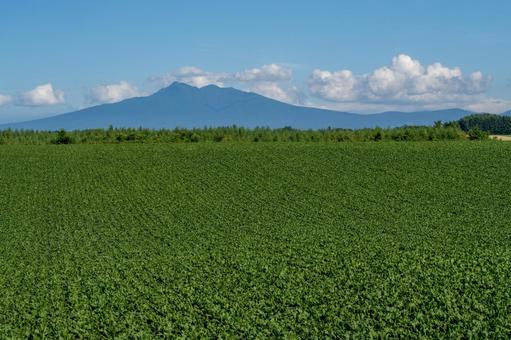 緑豊かな畑の向こうに姿を見せる斜里岳 畑,山,夏の写真素材