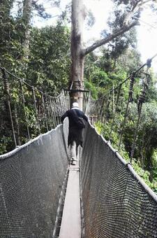 ジャングル・ウォーク 風景,南国,ウォークの写真素材