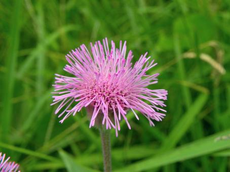 ポンポンアザミの花_09 ポンポンアザミの花_09の写真